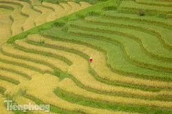 Mê mẩn cảnh sắc 'thiên đường' mùa lúa chín ở Sa Pa