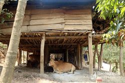 Cụ bà ở Nghệ An bị bò nhà húc thủng bụng