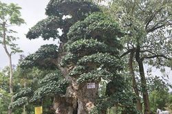 Cây duối 'Lão mai đại thọ' 1000 năm tuổi bán giá 7 tỷ đồng, giá thực hay chiêu trò đại gia thổi giá?