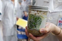 Bào tử của vi khuẩn cực độc trong pate Minh Chay có thể tồn tại ở mật ong