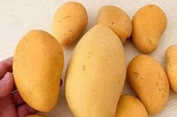 Khi mua xoài thấy có 3 dấu hiệu này nên tránh xa, người bán cũng chẳng thèm ăn