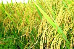 Giá lúa gạo hôm nay ngày 4/9: Giá gạo bất ngờ giảm nhẹ