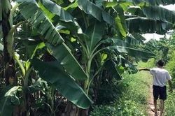 Kết quả ADN chỉ rõ kẻ hiếp dâm bé gái ở vườn chuối