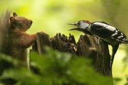 Tranh giành thức ăn, chim gõ kiến nổi khùng, 'quát nạt' với sóc đỏ