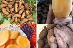 Loại củ lạ giống hệt khoai lang, vào mùa chị em lùng mua bằng được vì nấu món gì cũng vừa ngon, vừa bổ