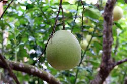 Thủ phủ thanh trà vào mùa