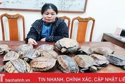 Bị bắt khi vận chuyển 'lậu' 12 kg cá thể rùa