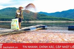 'Bỏ phố lên rừng' quyết xây dựng thương hiệu cá sạch