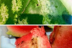 5 dấu hiệu nhận biết dưa hấu bị tiêm nhiều thuốc tăng trưởng chỉ bằng mắt thường