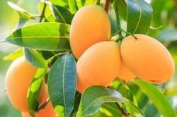 Australia bất ngờ tiêu thụ mạnh xoài, ổi Việt Nam