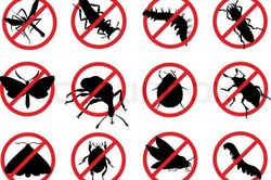 Ngừa côn trùng đốt hiệu quả
