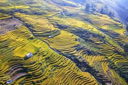 Dải lụa vàng ở độ cao hơn 2.000m nơi đại ngàn Y Tý