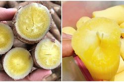 Sắn dẻo ruột vàng giá đắt gấp 3 lần sắn bở, vẫn đắt khách