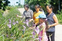 Xanh thắm những đường hoa