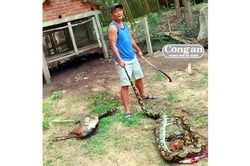 Bắt được trăn 'khủng' nuốt nguyên con dê