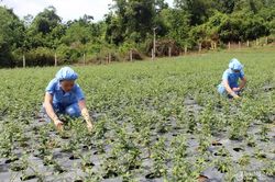 Hiệu quả trồng dược liệu ở Con Cuông