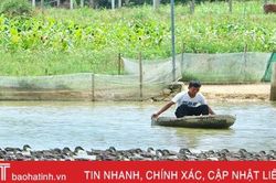 Vợ chồng trẻ rời phố về quê 'chăn' vịt trời