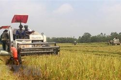 Nafiqad bác bỏ thông tin 90% người dân Việt Nam đang ăn 'gạo bẩn'
