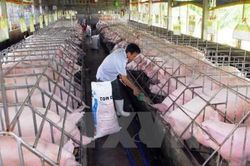 Kỳ vọng giá lợn hơi sẽ về khoảng 70.000 đồng/kg