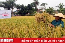 Giống lúa thuần TBR97 cho cho năng suất hơn 67 tạ/ha