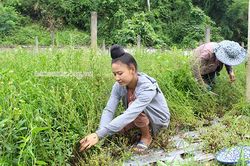 Mường Giàng tập trung nâng cao thu nhập gắn với bảo vệ môi trường