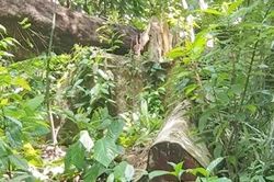 Phát hiện thêm một vụ phá rừng nghiêm trọng ở Phú Yên