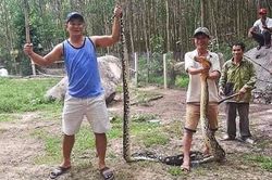 Trăn dài 5 m nuốt chửng con dê 20 kg