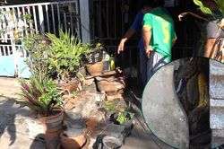 Giải cứu trăn dài gần 5m trốn trong chậu cây trước cửa nhà