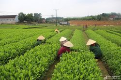 Quy hoạch lâm nghiệp Nghệ An phải phù hợp với chiến lược phát triển kinh tế - xã hội