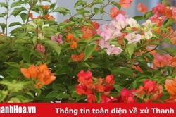 Ghép tạo thành công và sản xuất đại trà giống hoa giấy 5 màu