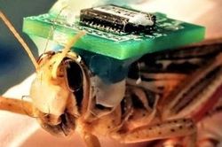 Dùng châu chấu phát hiện bom, chất nổ