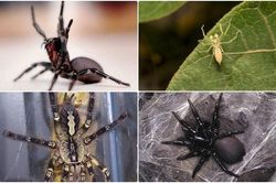 1001 thắc mắc: Loài nhện nào đáng sợ nhất thế giới?