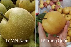 Mẹo đơn giản phân biệt lê Việt Nam và lê Trung Quốc chỉ qua mắt thường