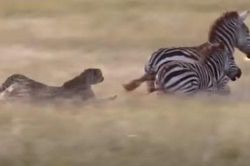 CLIP: Báo săn bỏ chạy 'trối chết' khi bị ngựa vằn phản công
