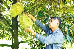 Triệu phú sầu riêng