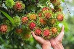 Khám phá công dụng tuyệt vời của chôm chôm