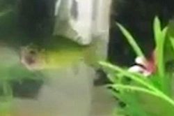 Cá bị cắn gần như mất đầu vẫn vô tư bơi 3 ngày