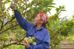 Quảng Ninh: Hiệu quả tích cực từ chương trình giảm nghèo bền vững