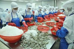 Việt Nam xuất khẩu lô tôm đầu tiên sang EU hưởng thuế 0% từ EVFTA