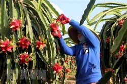 Mở rộng diện tích và đối tượng ứng dụng nông nghiệp công nghệ cao