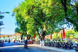 Màu thời gian trên những hàng me