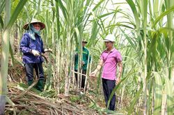 Thâm canh tăng năng suất mía ở Sơn Dương