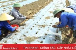 Địa phương đầu tiên của Hà Tĩnh thí điểm 16ha lạc giống 'bảo quản ngoài đồng ruộng'