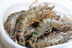 Tuyệt chiêu chọn tôm tươi ngon cực đơn giản