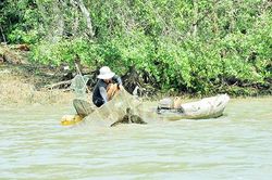 Mùa ''săn'' tôm càng xanh trên sông Đồng Nai