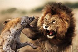 Đi một mình trước đàn sư tử, linh cẩu nhận cái kết đắng