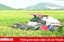 Toàn tỉnh thu hoạch được 20.337 ha lúa thu mùa