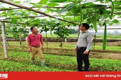 Tuyên Quang: Nông dân khá giả nhờ nuôi cá đặc sản, trồng bầu canh, rau xanh