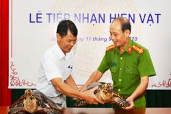 Bảo tàng tỉnh Gia Lai tiếp nhận 2 tiêu bản rùa biển