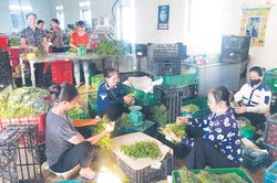 Làm nông 'tử tế'